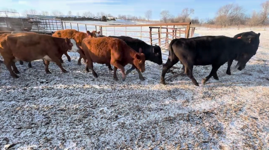 Solid and Broken mouth, April – May calvers, 1250 lbs!-BC1208A5